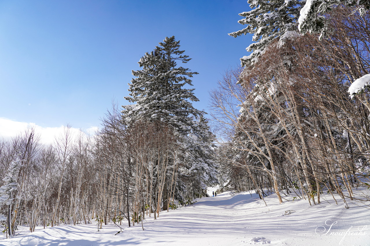 サッポロテイネ　これが北海道の冬。気温-11℃、澄んだ青空の下、パウダースノーが舞う天空のゲレンデ！